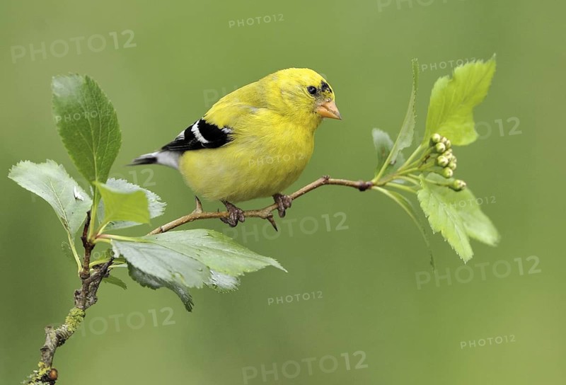 American Goldfinch (Spinus tristis) male, British Columbia, Canada