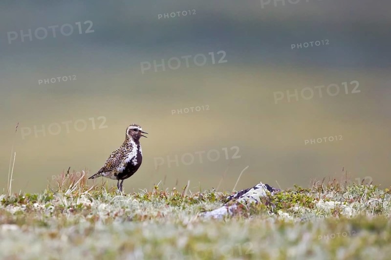 European Golden Plover (Pluvialis apricaria) calling, Dovrefjell, Norway