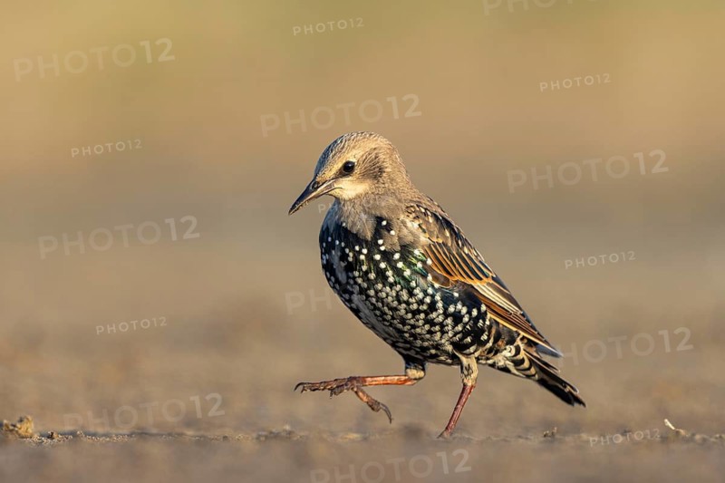 Common Starling (Sturnus vulgaris) juvenile perched on the ground, North Rhine-Westphalia, Germany