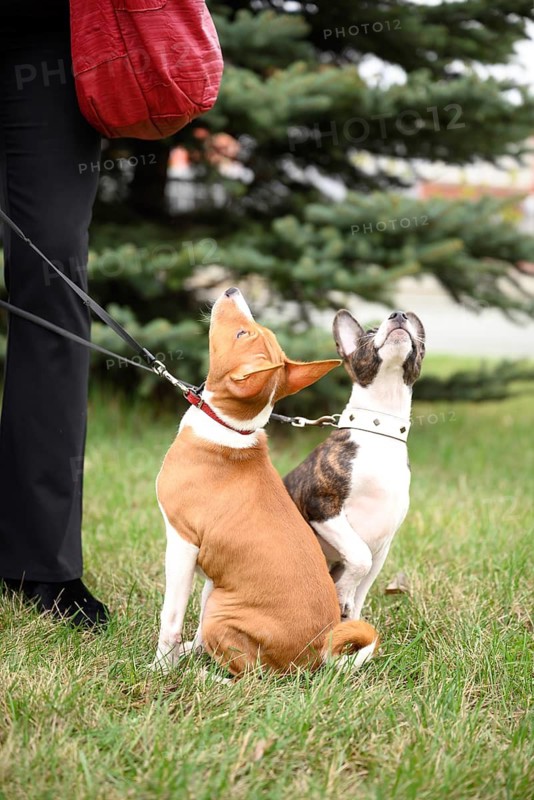 Two adorable basenji puppies are on a delightful walk with their owner. The lively pups, on their leashes, explore the fresh grass, exuding warmth and curiosity