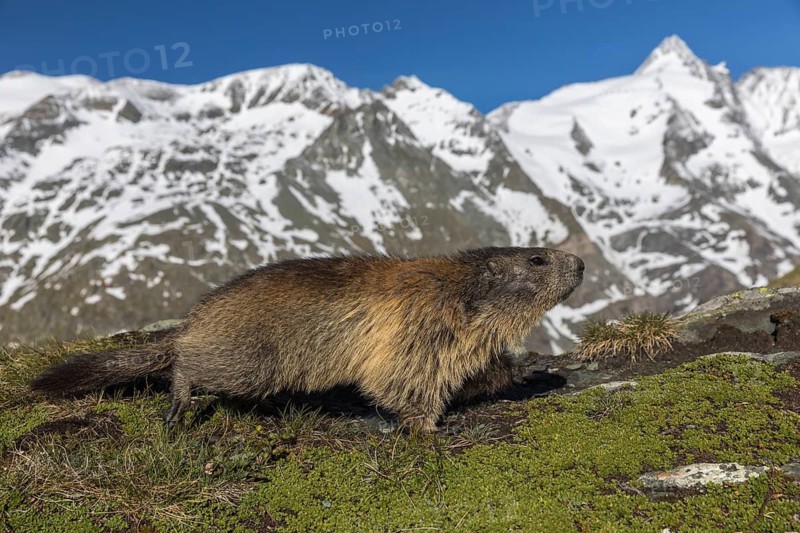 One Alpine Marmot, Marmota marmota, walking over green grass, mountains in the distant background with blue sky, Grossglockner high alpine road, Hohe Tauern National Park
