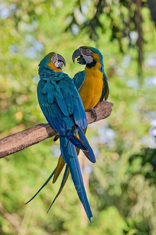 Yellow-breasted Macaw (Ara ararauna) Colombia