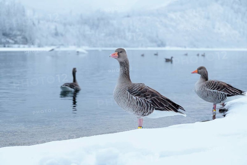 On a cloudy winter day, as snow falls, a few gray geese (Anser anser) stand in the snow on the shore of a lake. Austria