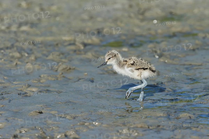 Saebelschnaebler (Recurvirostra avosetta) Pied Avocet