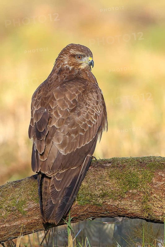 Buzzard (Buteo buteo) sitting attentively on a moss-covered tree stump, wildlife, side view, animals, birds, bird of prey, nature photography, Siegerland, North Rhine-Westphalia, Germany