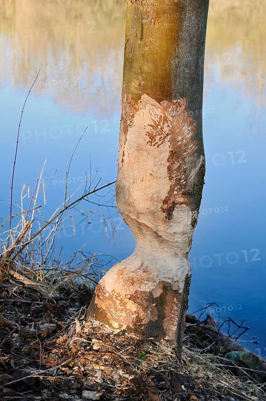 A deciduous tree gnawed by the European beaver (Castor fiber) on the River Lippe, North Rhine-Westphalia, Germany