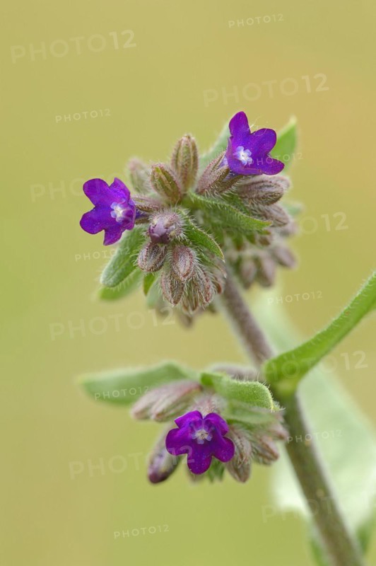 Common ox tongue or common bugloss (Anchusa officinalis), flowering, North Rhine-Westphalia, Germany