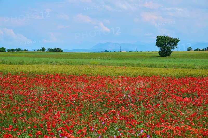 Flower meadow with poppies (Papaver), in the background trees, green fields and a slightly overcast sky, summer, Valensole, Alpes-de-Haute-Provence, Provence-Alpes-Cote d'Azur, France