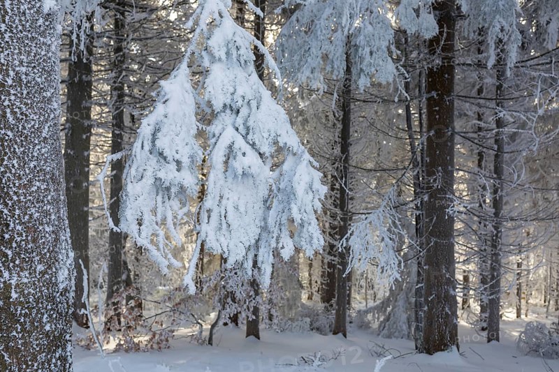 Even the tree trunks are all decorated with hoarfrost, snowy winter landscape on the Auersberg, Eibenstock, Erzgebirge, Saxony, Germany