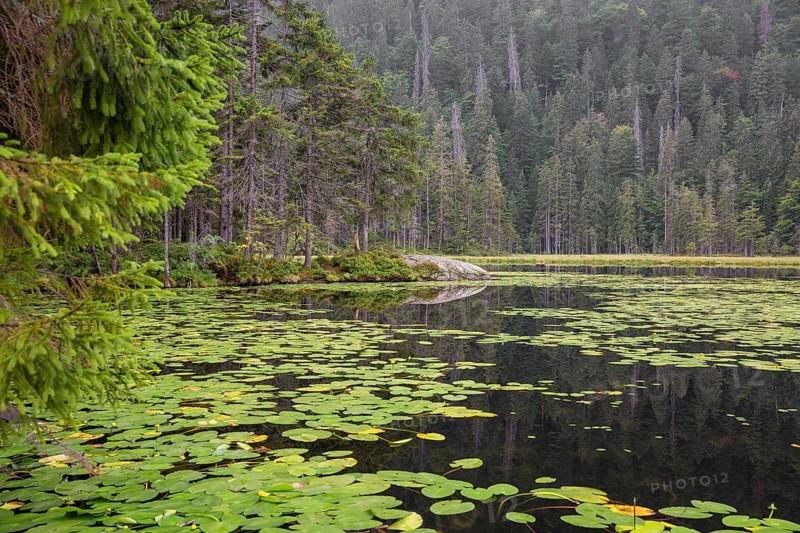 Lake Großer Arbersee in sumer. Water lilies cover the water. Germany, Bavaria, Bavarian Forest National Park