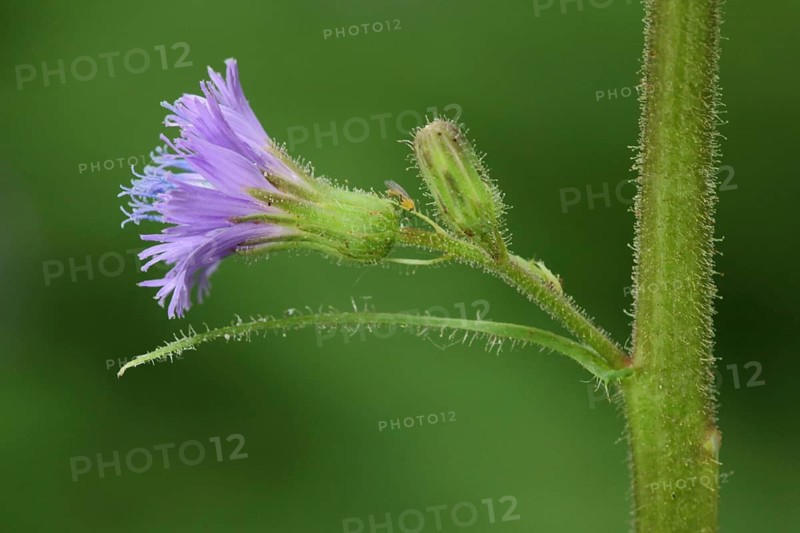 Flower on the stem of the Alpine Milk Lettuce (Cicerbita alpina), nature photography, Kesselrain, UNESCO Biosphere Reserve, Lange Rhön, Bavaria, Germany