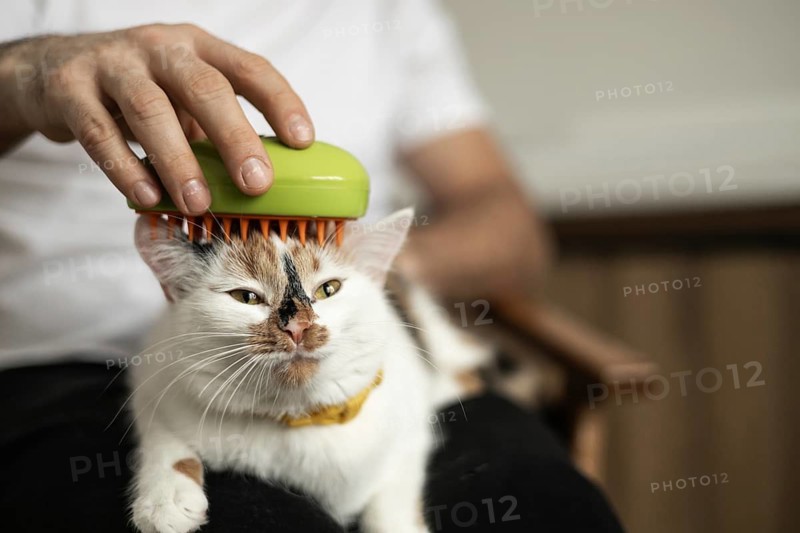 A person is gently combing a calico cat's fur with a green brush, emphasizing the importance of regular grooming for a healthy coat and a happy pet