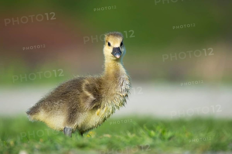 A grey goose (Anser anser) gosling, Hanover, Lower Saxony, Germany