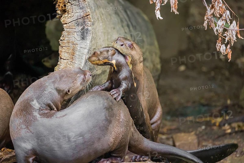 An adult giant otter or giant river otter (Pteronura brasiliensis) stands next to its den in a hollow tree, carrying a 2-month-old young around in its mouth. They are accompanied by another adult otter of the pack