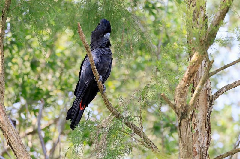 Red-tailed Cockatoo (Calyptorhynchus banksii), Banks' Cockatoo, adult, male, perch, alert, Australia