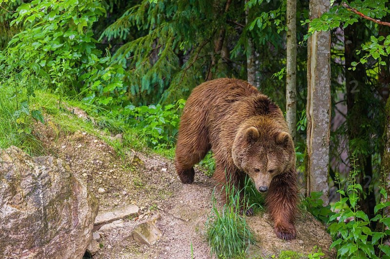 A female eurasian brown bear (Ursus arctos arctos) walks down a hill through a forest in early springtime