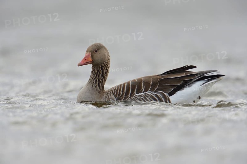 Greylag Goose (Anser anser), North Rhine-Westphalia, Germany
