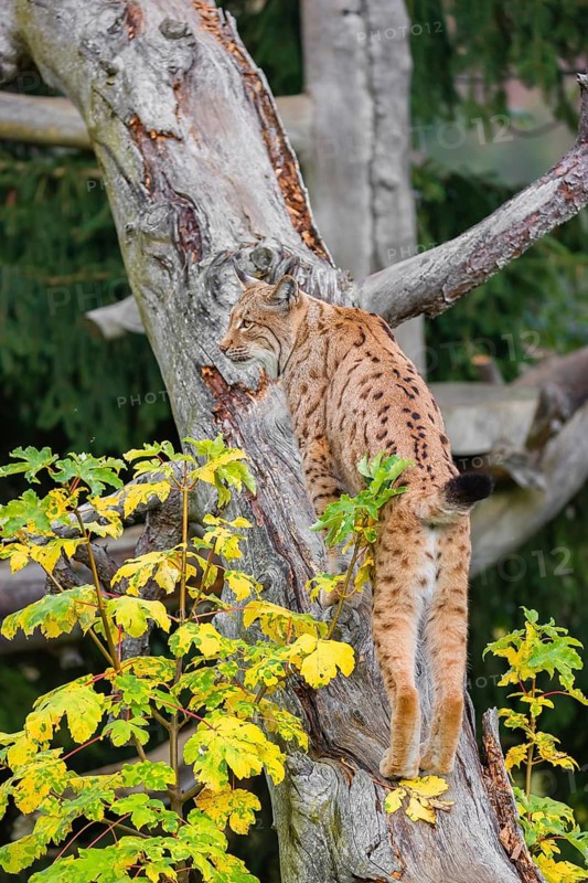 A Eurasian lynx (Lynx lynx) runs up a dead tree lying at an angle, framed by leaves in autumn colors