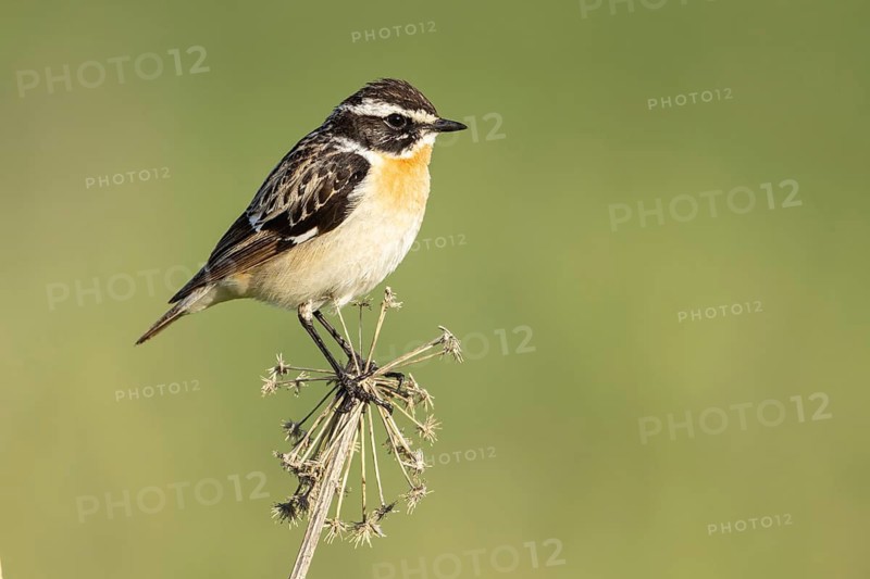 Whinchat (Saxicola rubetra) male, Armenia