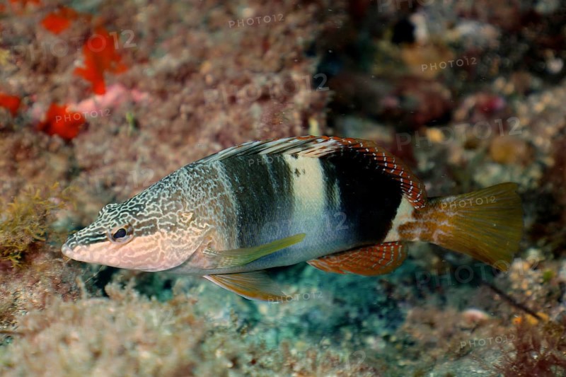 Sculpted perch (Serranus scriba)