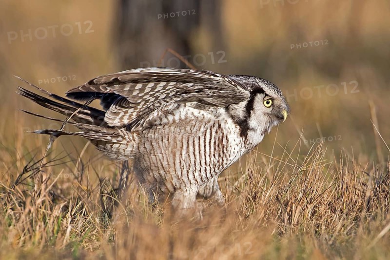 Northern Hawk-Owl (Surnia ulula), Saxony, Germany