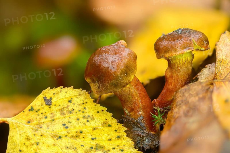 Common jumbled head, inocybe carbonaria, inocybe lacera, cracked mushroom, spindle-spored cracked mushroom, fungi, fungus, torn fibrecap