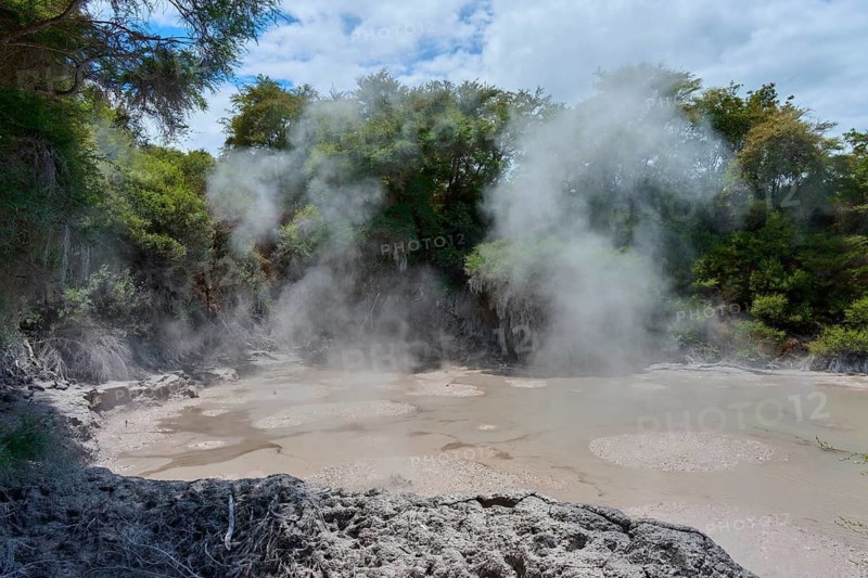 Thick steam rises from hot mud springs, surrounded by dense greenery, Wai-O-Tapu Thermal Wonderland, Rotorua, North Island, New Zealand