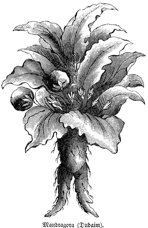Altraune (Mandragora officinarum) poisonous medicinal, ritual and in ancient times magic plant, root with human-like shape, fruit, leaves, flowers, Genesis 1, Bible, historical illustration, Biblisches Handwörterbuch 1862