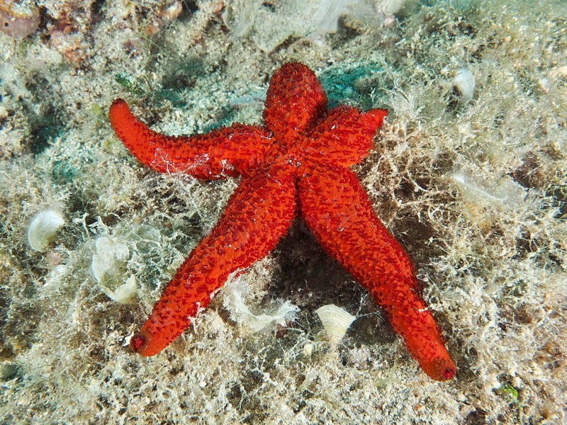 Red starfish (Echinaster sepositus) on a sandy seabed surrounded by seaweed, Hausriff dive site, Stoja, Pula, Croatia, Mediterranean Sea