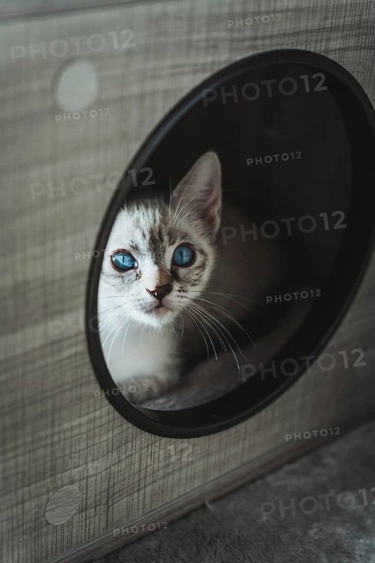 A blue-eyed kitten peers curiously through a circular opening in a cat house, displaying innocence and playfulness