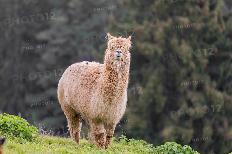 A white male Alpaca (Vicugna pacos) stands on hilly ground in front of a forest