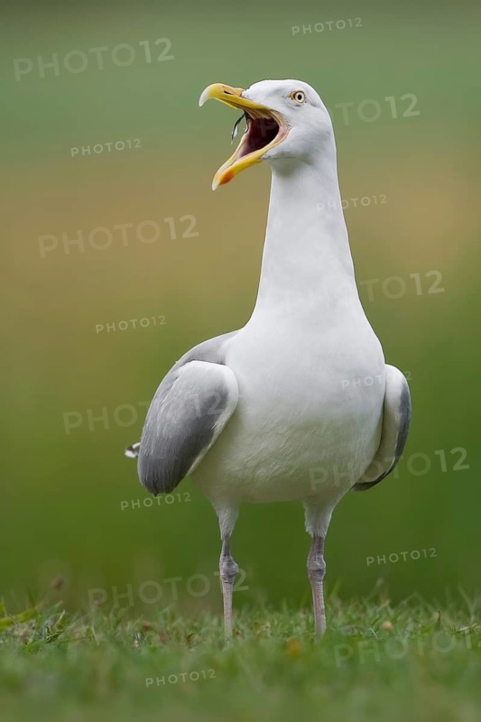 European Herring Gull (Larus argentatus) calling, Texel, Netherlands