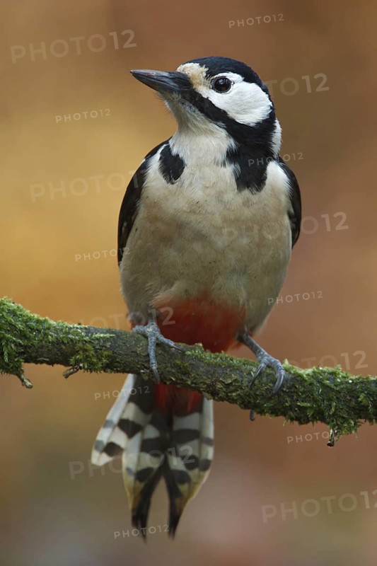 Great Spotted Woodpecker (Dendrocopos major), Utrecht, Netherlands
