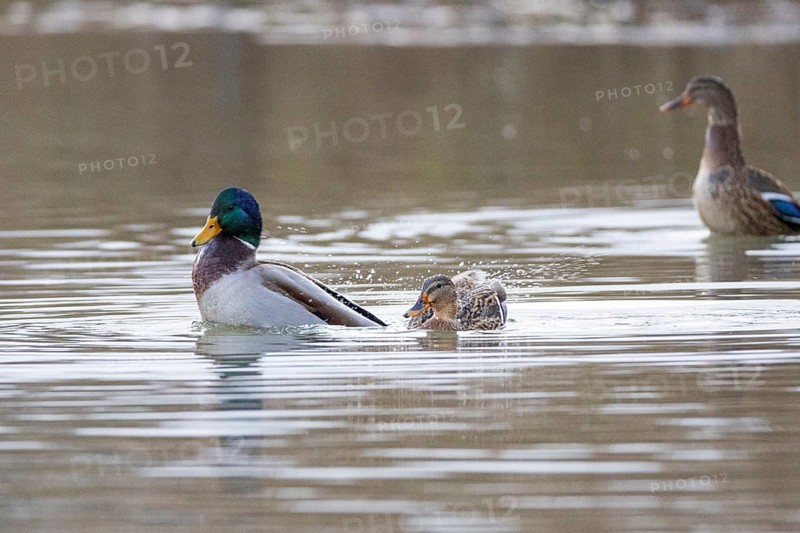 Mallard (Anas platyrhynchos) Mating Germany