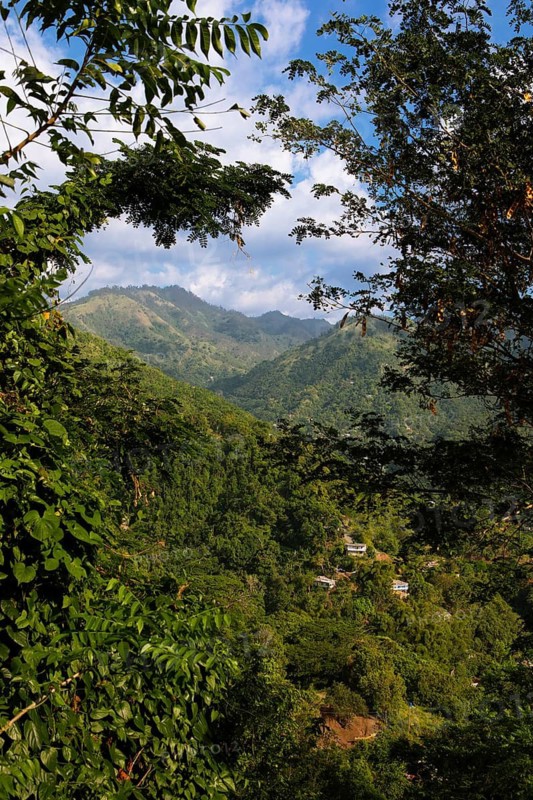 Densely overgrown hills in Blue and John Crow Montains National Park, Portland Parish, Saint Mary Parish, Saint Andrew Parish, Saint Thomas Parish, Jamaica, West Indies, Caribbean, Central America