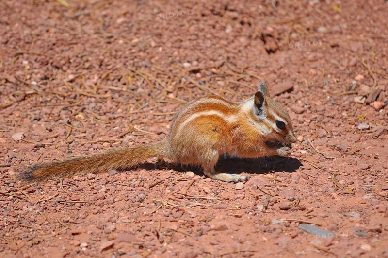 A squirrel with striped fur, Hopi chipmunk (Tamias rufus), sitting on reddish, sandy ground, Dead Horse State Park, Moab, Utah, USA