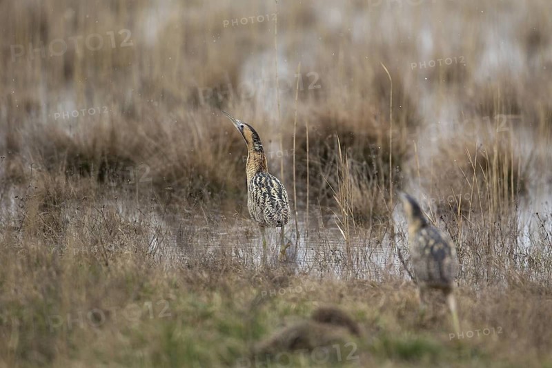Eurasian Bittern (Botaurus stellaris), Burgenland, Austria