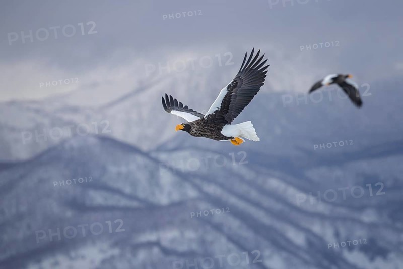 Steller's Sea Eagle (Haliaeetus pelagicus) flying, Hokkaido, Japan