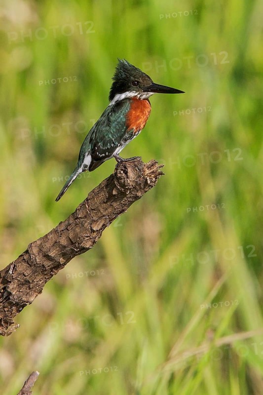 Green Kingfisher (Chloroceryle americana) perched on a branch in Manu National Park, Peru