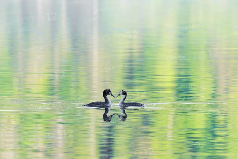 Courtship of a pair of great crested grebes (Podiceps cristatus) on a lake with intense green reflections of the surrounding forest
