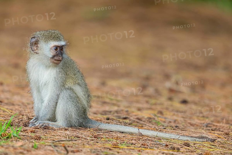 Vervet Monkey, (Chloroebus pygerythrus), vervet monkey, monkey, monkeys, primate, primates, family of vervet monkeys, mmerkatzen, iSimangaliso Wetland Park, St. Lucia, KwaZulu-Natal, South Africa