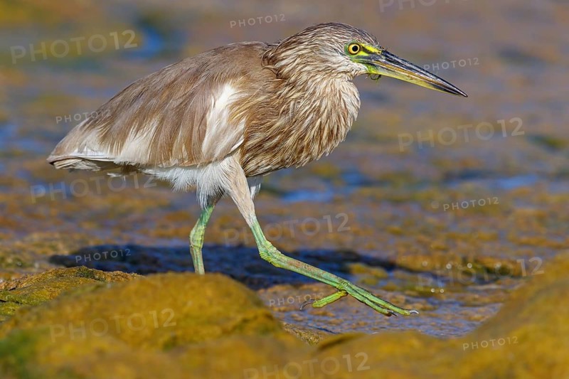 Animal, animals, bird, birds, heron, paddy heron, (Ardeola grayii), heron family, biotope, habitat, waters, foraging, Arabian Peninsula Muscat, Quarayyat, Oman, Middle East