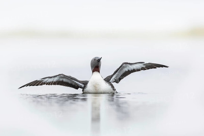 Red-throated Loon (Gavia stellata) flapping, Floi, Iceland