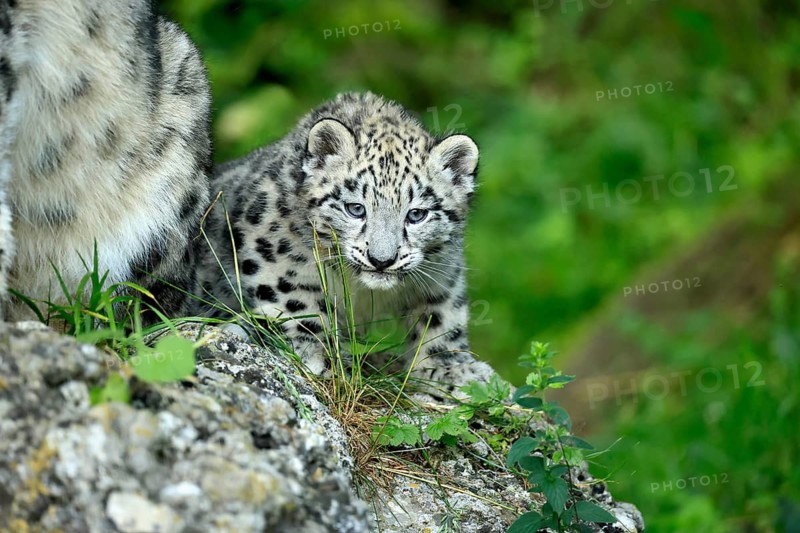 Snow leopard (Uncia uncia), young, lying on rocks, portrait, vigilant, endangered species, captive