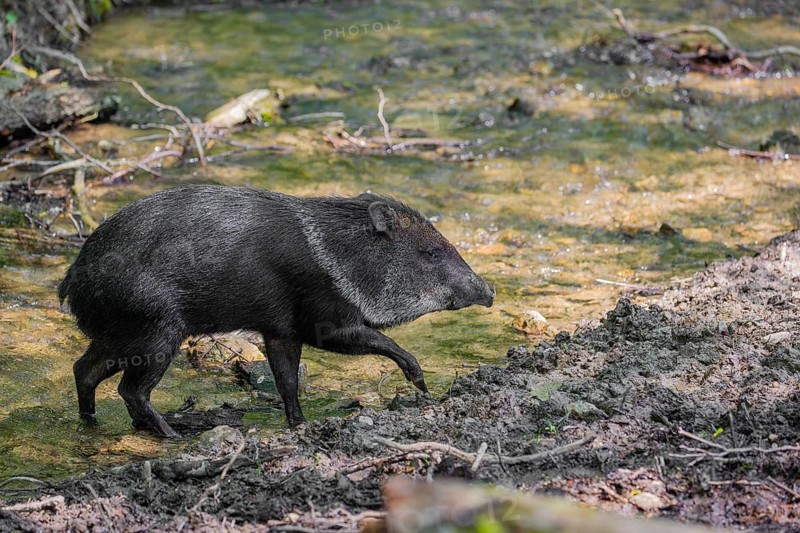 A collared peccary (Dicotyles tajacu) crosses a small creek in a forest