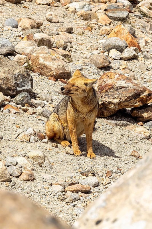 South American gray fox (Lycalopex griseus), Laguna de los Tres Trail, Mount Fitz Roy, El Chaltén, Santa Cruz Province, Argentina