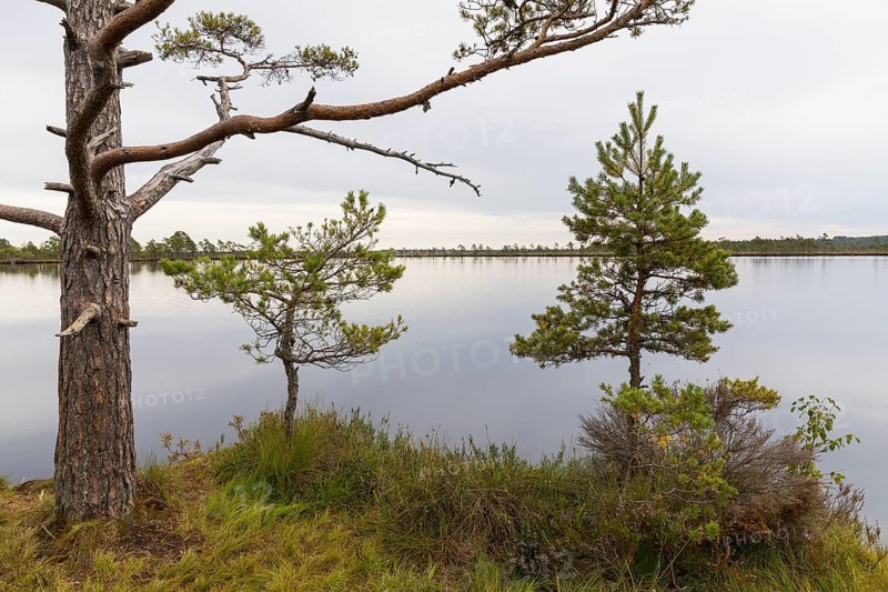 Individual trees on the shores of Lake Svartgölen, Hochmor, Store Mosse National Park, Jönköpings län, Sweden