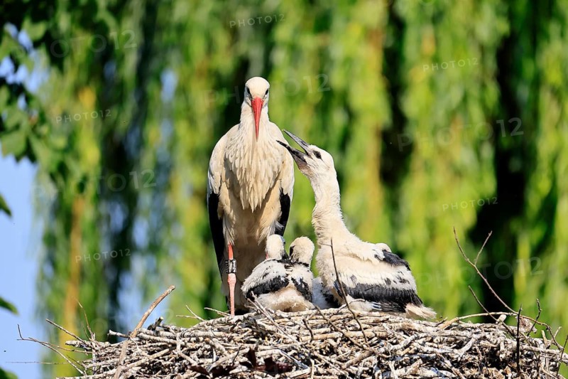 White stork (Ciconia ciconia), adult, juvenile, chick, nest, family, Heidelberg, Germany