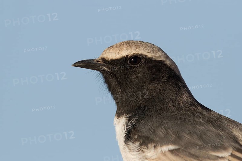 Red-rumped Wheatear (Oenanthe moesta) male, Morocco