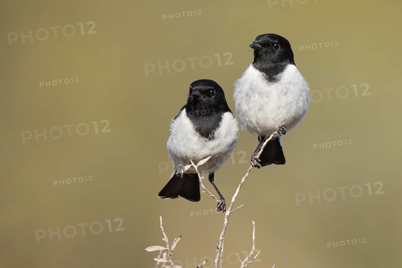 Hooded Robin (Melanodryas cucullata), Western Australia, Australia